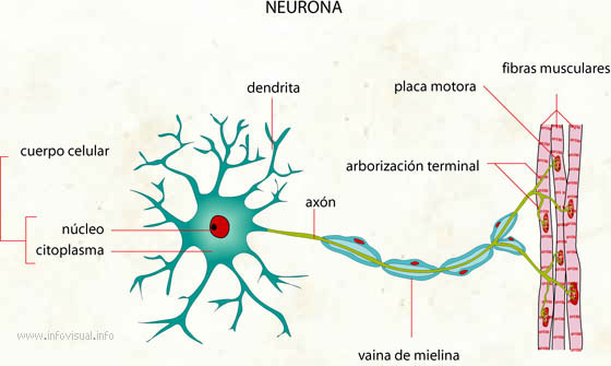 Neurona (Diccionario visual)